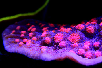 Chalice Coral - Echinophyllia sp. © Kolevski.V