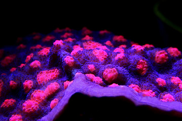 Chalice Coral - Echinophyllia sp. © Kolevski.V