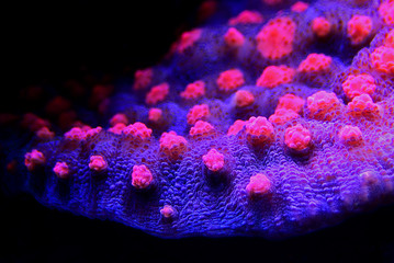 Chalice Coral - Echinophyllia sp. - obrazy, fototapety, plakaty