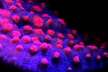 Chalice Coral - Echinophyllia sp. © Kolevski.V