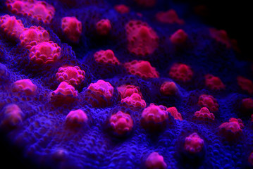 Chalice Coral - Echinophyllia sp. - obrazy, fototapety, plakaty
