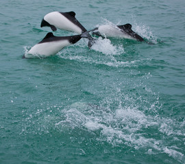 Delfin de Commerson o Tonina Overa (Cephalorhynchus commersonii),Ria Deseado, Puerto Deseado,...