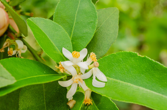 Open Lime Blossoms