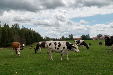Fototapeta na wymiar Healthy animal livestock feeding in a lush rural environment.