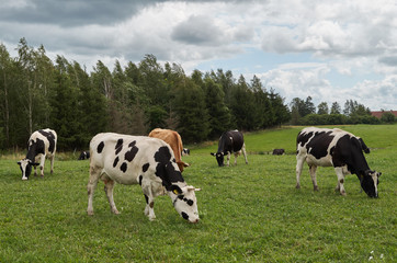 Dairy cows grazing. Black and white cows in a grassy field on a bright and sunny day in The Poland.