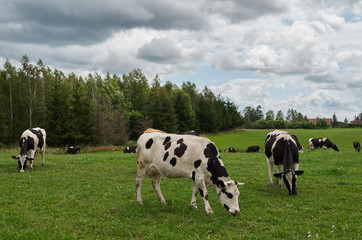 Cow herd grazing on summer pasture. Cows grazing on meadow. Cows grazing pasture scene. Cow herd on pasture