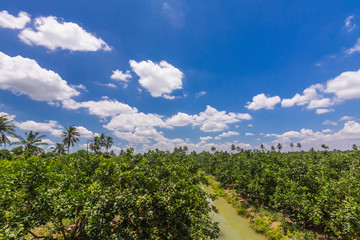 Pomelo orchard and blue sky