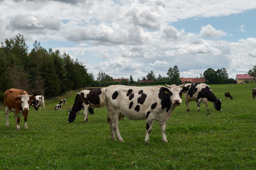 Cow herd on pasture. Cows on a green field. Dairy cows grazing