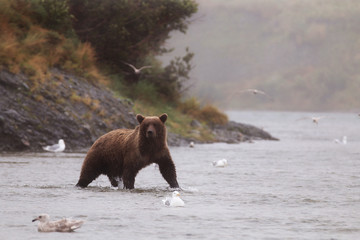 McNeil bear 11