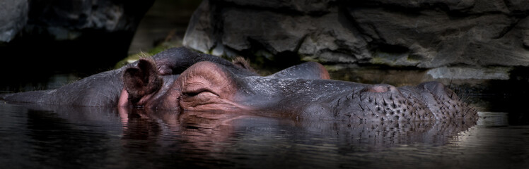 Sleepy Hippo Relaxes Submerged In Calm Water