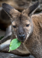  Adult Kangaroo Eating Fresh Green Leaf