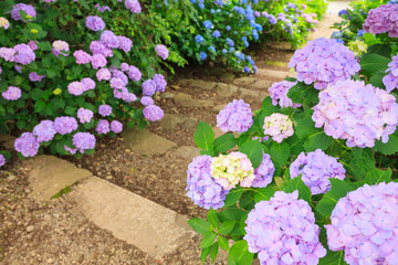 Hydrangea And Sidewalk Nagano Japan