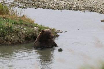 McNeil bear 21