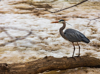Great Blue Heron