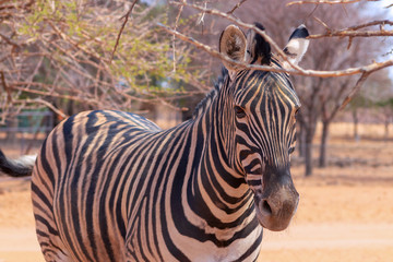 Fototapeta na wymiar Wild african animals. Zebra close up portrait. African plains zebra on the dry yellow savannah grasslands. Focus is on the zebra with the background blurred