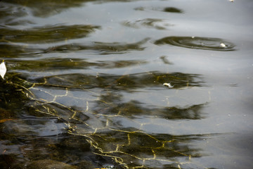 Grid for retention of soil in water