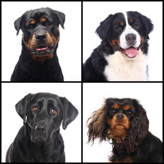 Group beautiful house pets in front of a white background