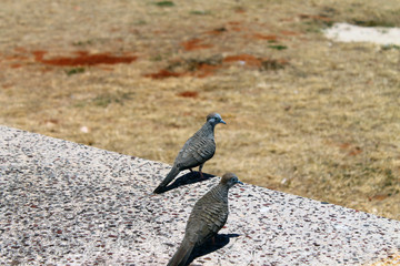 Two Hawaiian birds
