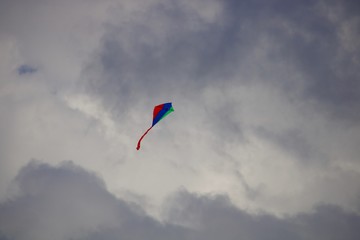 Fototapeta na wymiar Papagaio colorido a voar no céu