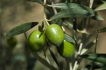 Azeitonas verdes na árvore a aguardar a colheita.