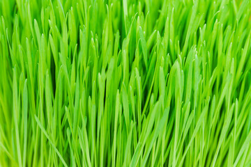 Fototapeta na wymiar Closeup nature view of green grass with copy space. Ecology, nature, fresh wallpaper concept.
