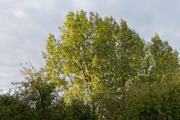 Lumière au petit matin d'automne sur les peupliers - Pas-de-Calais - France
