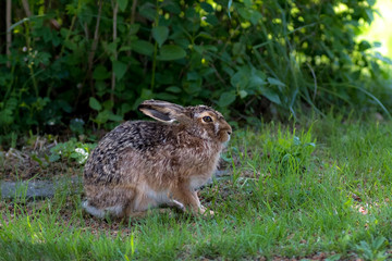 Hare