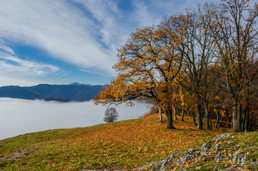 Beautiful colorful autumn forest, in cold foggy morning