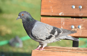 Beautiful pigeon standing on a bench