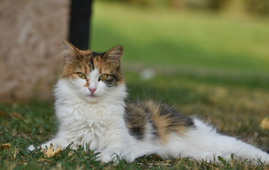 Beautiful cat with green eyes sitting on grass and looking at camera. 