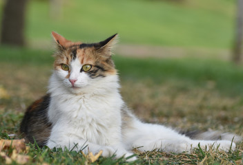 Naklejka na ściany i meble Beautiful cat with green eyes sitting on grass