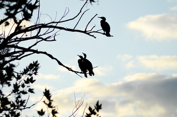 Silhouette of Cormorant birds on branches of a tree. 