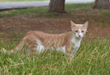 Cat standing on the grass and looking at camera.