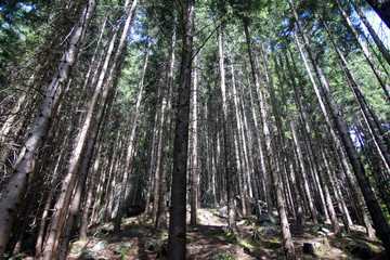 Inside a high pine forest
