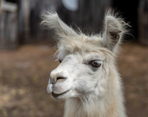 Fototapeta premium Llama animal pet zoo