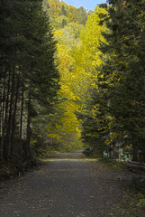 Un sentier en forêt d'automne