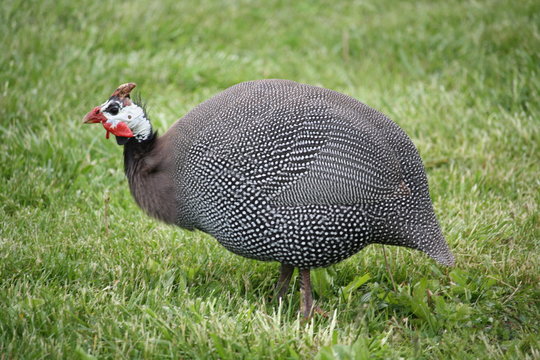 Gguineafowl