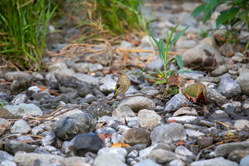 カワラヒワ幼鳥