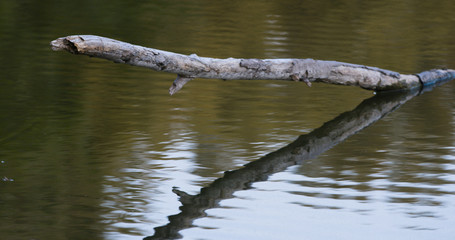 Fallen Tree Branch in Water of the National Mall Closeup Shot