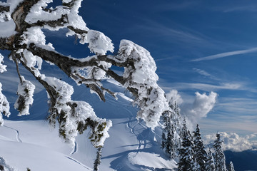 Fir tree branches frozen and covered with hoar frost and snow against bright blue sky on a winter day. Mount Rainier Natioanal Park. Pacific Northwest. United States of America