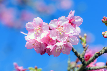 Beautiful Pink Cherry Blossom or Sakura flower blooming in blue sky on nature background