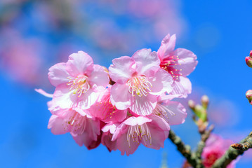 Beautiful Pink Cherry Blossom or Sakura flower blooming in blue sky on nature background