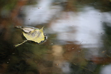 Yellow autumn leaf in water