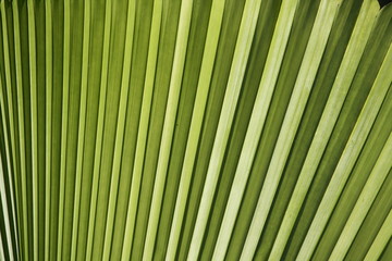 Palm leaf background