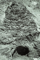 California Trees, Environment, and Aesthetic