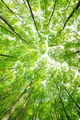Fotobehang Slaapkamer Green forest. Tree with green Leaves and sun light.  © mutai