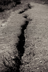 California Trees, Environment, and Aesthetic