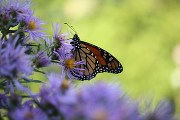 Monarch butterfly on a flower