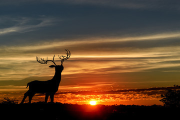 Silhouette of deer on top of a mountain with sunset in the background.