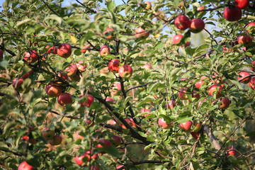 Apple tree branches abundant with fruits, background